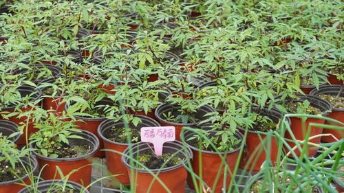 苗木人種 菜 了 這個苗圃的 菜 種得不一般