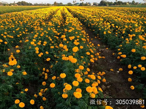 萬壽菊花海 素可泰的美麗金衣