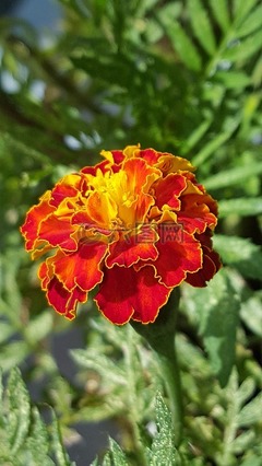 萬壽菊