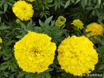 夏季“萬壽菊”開花好時機,養護在家驅蟲防蚊好觀賞!