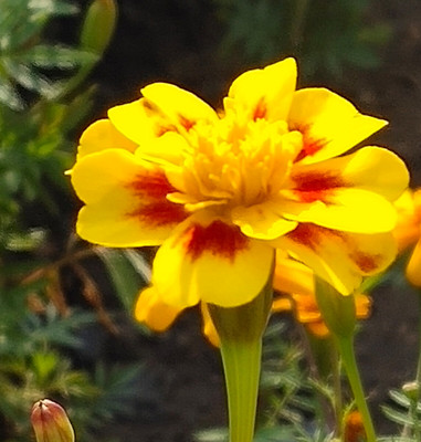 萬壽菊