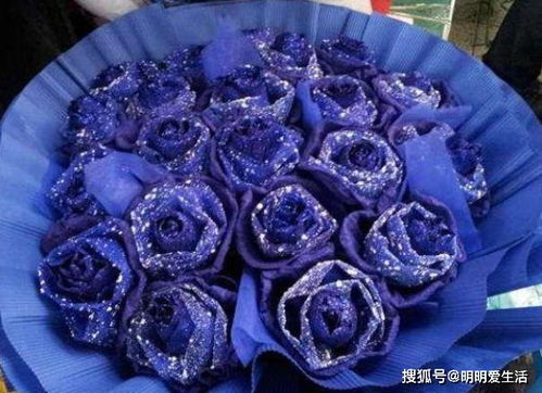喜歡玫瑰,不如養 玫瑰精品 藍色妖姬,花中新貴,高雅迷人