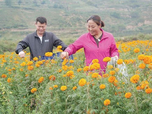禮縣花農采摘萬壽菊