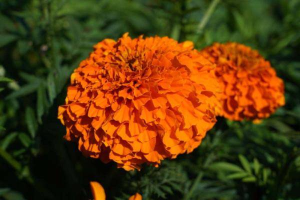 紅河蒙自千畝萬壽菊競相綻放 美不勝收