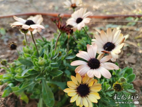 南非萬壽菊