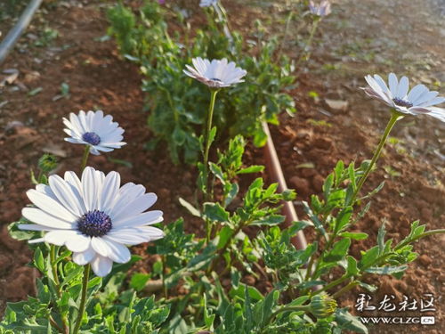 南非萬壽菊