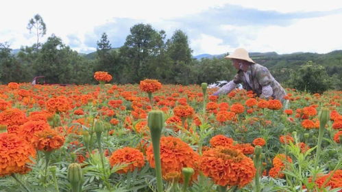 石屏 萬壽菊種植既扮靚了村莊又鼓起了農戶的錢袋子