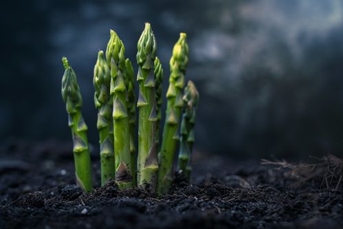 成熟食品新鮮蔬菜蘆筍圖片攝影圖 廣告素材 下載至來源處