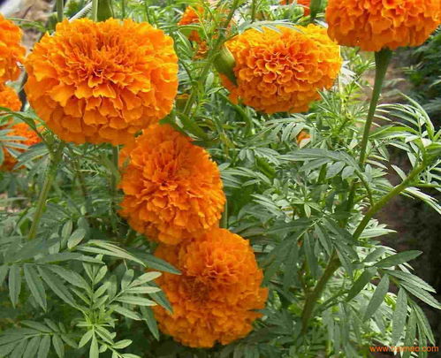 葉黃素10 萬壽菊提取物 源頭工廠 優質 植物提取物價格,產品報價