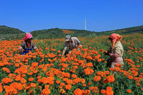 谷滿倉果滿框 紅河大地豐收忙