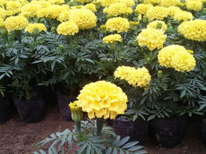 萬壽菊金盞花報價 廠家