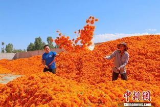 甘肅戈壁近萬畝萬壽菊豐收 置身 金色花海