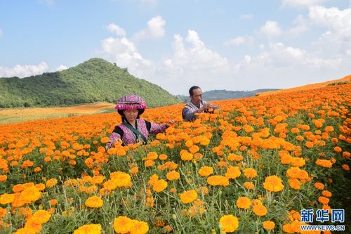 云南彌勒 萬壽菊花海喜變豐收田