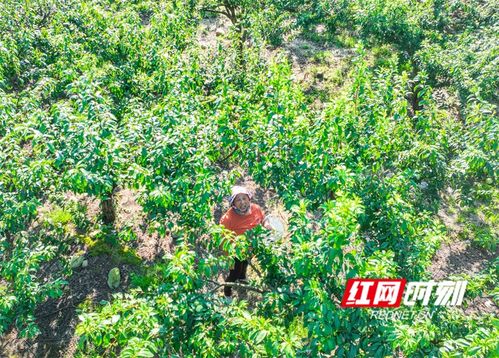 湖南道縣 特色種植 助農增收 組圖