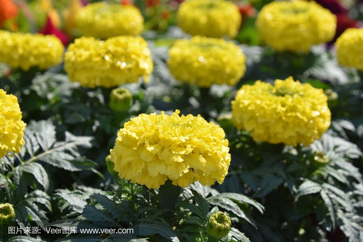 萬壽菊鮮花