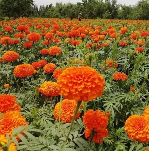 喀什人周末看花去 10萬畝萬壽菊 致富花 開橘艷艷