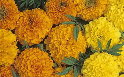 15種秋冬 網(wǎng)紅 花,你肯定認(rèn)不全,真的太美