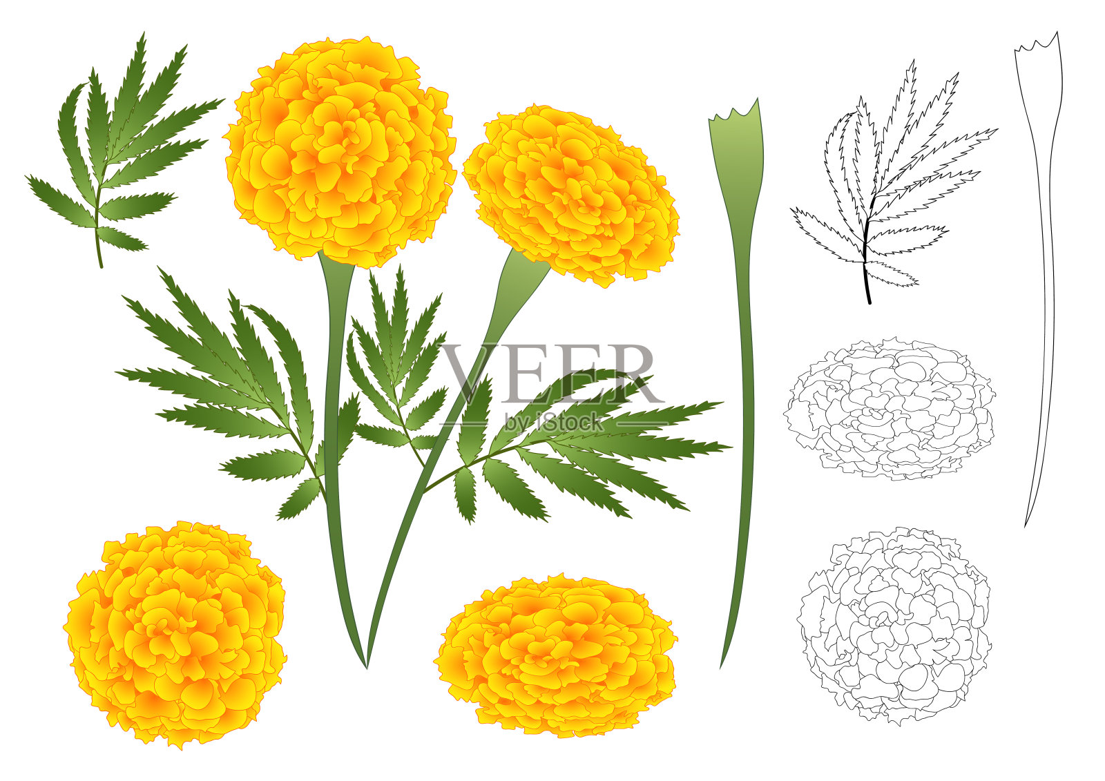 萬壽菊鮮花大綱