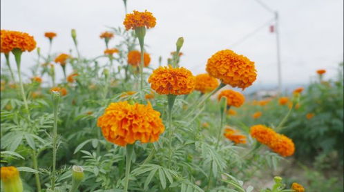 美好生活在云南 萬綠叢中點點紅 300畝萬壽菊扮靚保山河圖壩