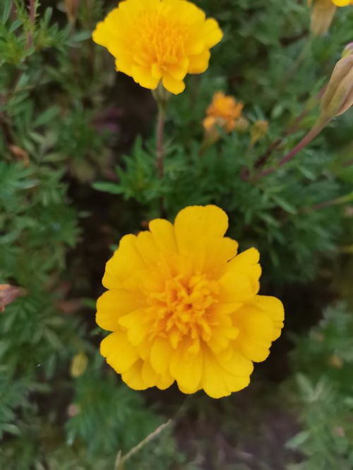 七絕 萬壽菊 平水韻