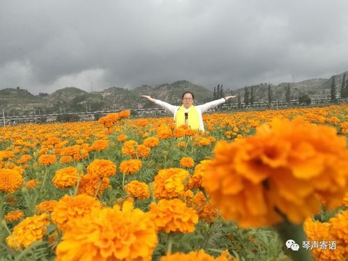 觀子洲吳岔百畝萬壽菊扶貧產業園