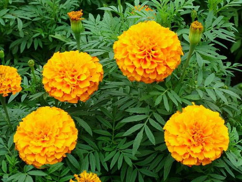 還在為萬壽菊不開花而煩惱 高手只用一招,花卉開出臉盆大的鮮花