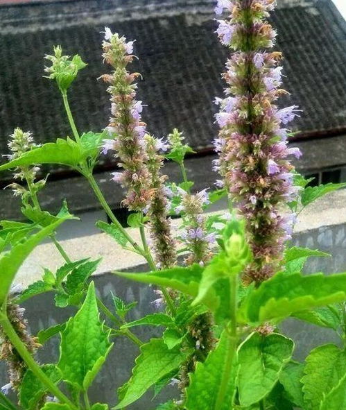5種花蚊子 不喜歡 ,好看還好養(yǎng),是天然蚊香,值得多養(yǎng)幾盆 萬(wàn)壽菊