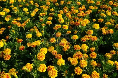 萬(wàn)壽菊,僅一朵花,自然美,菜園,非洲萬(wàn)壽菊