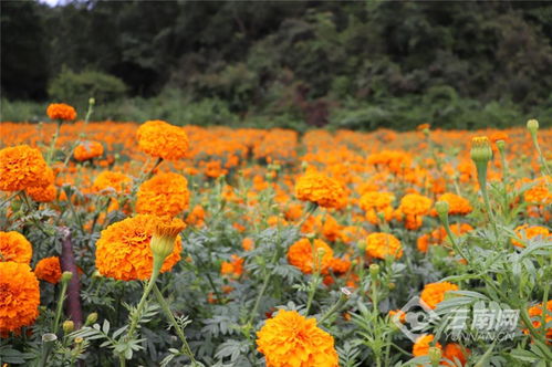 楚雄州高橋鎮 萬壽菊種植裝點彝家新生活