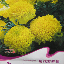 【明黃萬壽菊種子】最新最全明黃萬壽菊種子 產品參考信息